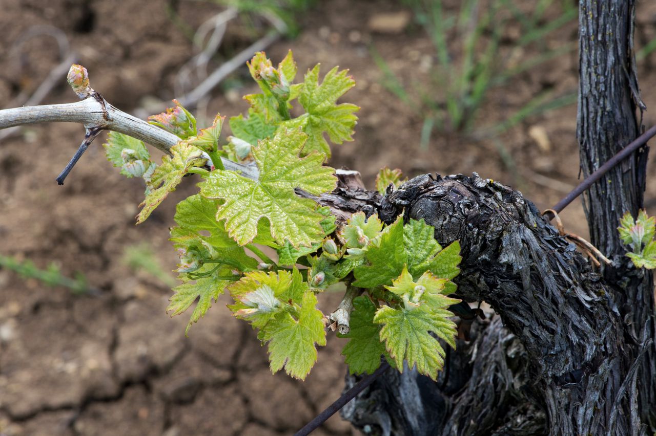 Vignoble Macro 4-Feuilles sorties 2466
